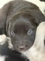 Puppy #7, a male Australian Shepherd for sale in Bennett, CO – 6 of 6