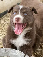 Puppy#3, a female Australian Shepherd for sale in Bennett, CO – 9 of 10