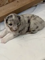 Puppy#2, a female Australian Shepherd for sale in Bennett, CO – 5 of 10