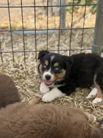 Puppy#4 , a male Australian Shepherd for sale in Bennett, CO – 7 of 10