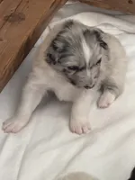 Puppy #4, a female Australian Shepherd for sale in Bennett, CO – 10 of 10