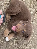 Puppy#5, a male Australian Shepherd for sale in Bennett, CO – 7 of 10