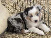 Puppy#2, a female Australian Shepherd for sale in Bennett, CO – 3 of 10