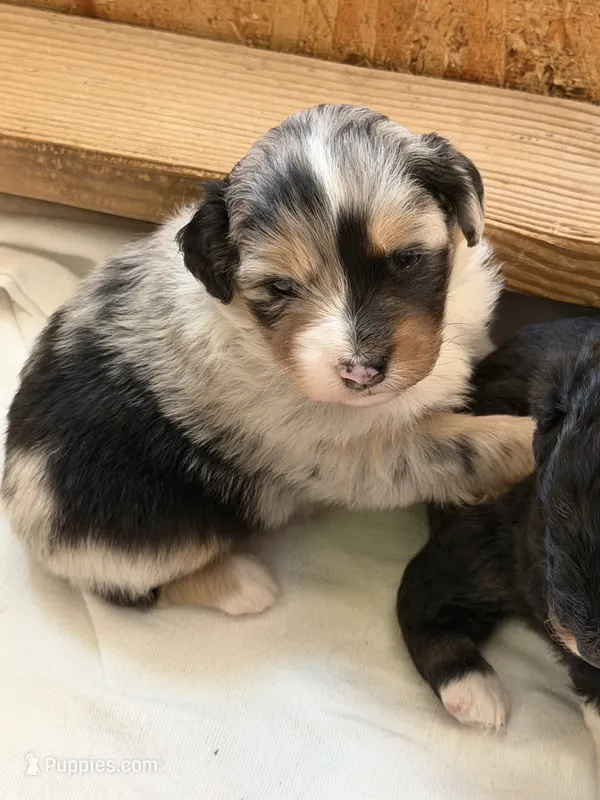 Puppy #1 – Australian Shepherd puppy for sale in Bennett, CO