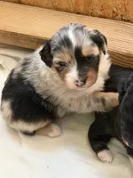Puppy #1, a female Australian Shepherd for sale in Bennett, CO – 1 of 10
