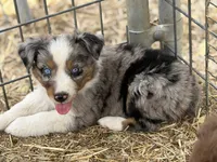 Puppy#1 , a female Australian Shepherd for sale in Bennett, CO – 7 of 10