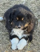 Puppy#6, a female Australian Shepherd for sale in Bennett, CO – 2 of 10