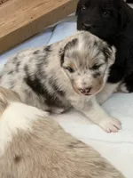 Puppy#2, a female Australian Shepherd for sale in Bennett, CO – 9 of 10