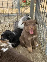 Puppy#5, a male Australian Shepherd for sale in Bennett, CO – 6 of 10