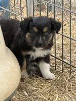 Puppy#6, a female Australian Shepherd for sale in Bennett, CO – 9 of 10