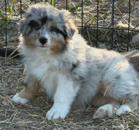 Puppy#3, a male Australian Shepherd for sale in Bennett, CO – 9 of 10