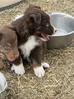 Puppy#3, a female Australian Shepherd for sale in Bennett, CO – 6 of 10