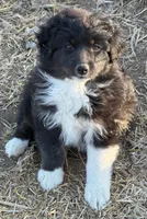 Puppy#7, a female Australian Shepherd for sale in Bennett, CO – 2 of 10