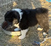 Puppy#4, a male Australian Shepherd for sale in Bennett, CO – 4 of 10