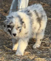 Puppy#1, a female Australian Shepherd for sale in Bennett, CO – 4 of 10