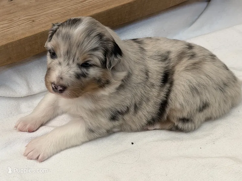 Puppy#2 – Australian Shepherd puppy for sale in Bennett, CO