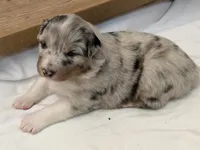 Puppy#2, a female Australian Shepherd for sale in Bennett, CO – 1 of 10