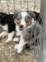 Puppy#1 , a female Australian Shepherd for sale in Bennett, CO – 2 of 10