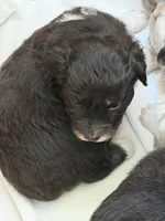 Puppy #6, a male Australian Shepherd for sale in Bennett, CO – 4 of 9