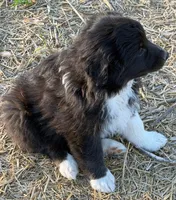 Puppy#7, a female Australian Shepherd for sale in Bennett, CO – 4 of 10