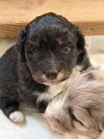Puppy #6, a male Australian Shepherd for sale in Bennett, CO – 9 of 9