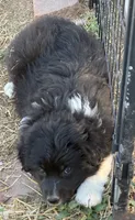 Puppy#7, a female Australian Shepherd for sale in Bennett, CO – 6 of 10