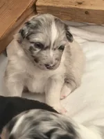 Puppy #4, a female Australian Shepherd for sale in Bennett, CO – 9 of 10