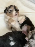Puppy #1, a female Australian Shepherd for sale in Bennett, CO – 3 of 10