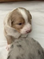 Puppy#5, a male Australian Shepherd for sale in Bennett, CO – 6 of 10