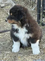 puppy#5, a male Australian Shepherd for sale in Bennett, CO – 8 of 8