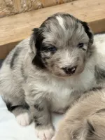 Puppy #3, a female Australian Shepherd for sale in Bennett, CO – 1 of 10