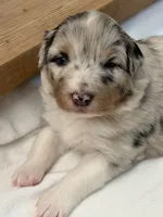 Puppy#2, a female Australian Shepherd for sale in Bennett, CO – 8 of 10