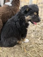 Puppy#6, a female Australian Shepherd for sale in Bennett, CO – 5 of 10