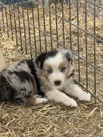 Puppy#2, a female Australian Shepherd for sale in Bennett, CO – 4 of 10