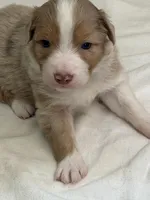 Puppy#5, a male Australian Shepherd for sale in Bennett, CO – 8 of 10