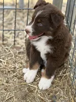 Puppy#3, a female Australian Shepherd for sale in Bennett, CO – 4 of 10