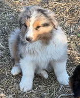 Puppy#2, a male Australian Shepherd for sale in Bennett, CO – 10 of 10