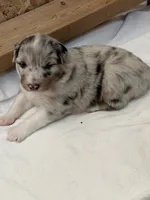 Puppy#2, a female Australian Shepherd for sale in Bennett, CO – 6 of 10