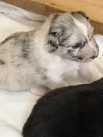 Puppy #4, a female Australian Shepherd for sale in Bennett, CO – 7 of 10