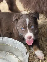 Puppy#3, a female Australian Shepherd for sale in Bennett, CO – 2 of 10