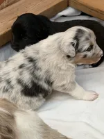 Puppy#2, a female Australian Shepherd for sale in Bennett, CO – 2 of 10