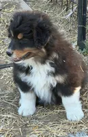 puppy#5, a male Australian Shepherd for sale in Bennett, CO – 6 of 8