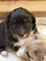 Puppy #6, a male Australian Shepherd for sale in Bennett, CO – 5 of 9