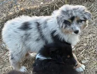 Puppy#3, a male Australian Shepherd for sale in Bennett, CO – 10 of 10