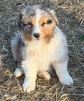 Puppy#2, a male Australian Shepherd for sale in Bennett, CO – 6 of 10