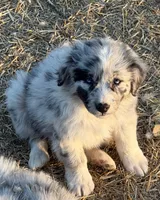 Puppy#1, a female Australian Shepherd for sale in Bennett, CO – 2 of 10
