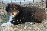 puppy#5, a male Australian Shepherd for sale in Bennett, CO – 7 of 8