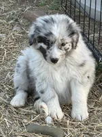 Puppy#1, a female Australian Shepherd for sale in Bennett, CO – 9 of 10