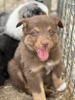 Puppy#5, a male Australian Shepherd for sale in Bennett, CO – 3 of 10