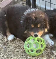 puppy#5, a male Australian Shepherd for sale in Bennett, CO – 2 of 8